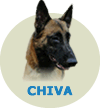 Chiva Doc Rottssel