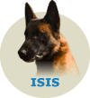 ISIS SHOGUM ROTTSSEL